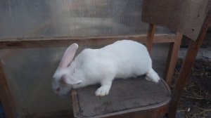 Кролики белый панон.