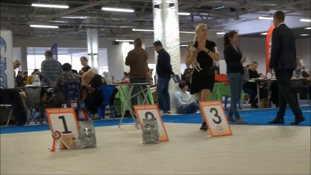 26.10.2019г. МОНО чихуахуа Г/Ш смотреть онлайн