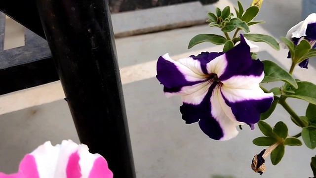 Petunia Flower Plant | Beautiful Seasonal Flower Plant | Flowering Till March | #plantscare