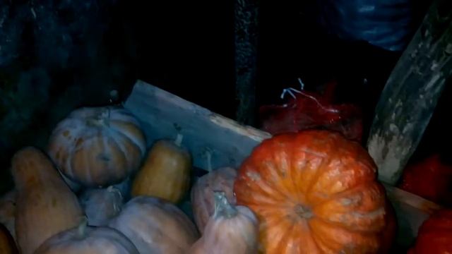 Как хранится тыква в ПОГРЕБЕ)) смотреть онлайн