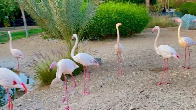 Al Ain Zoo / Giraffe feeding /Abu Dhabi / Largest zoo in UAE/Malayalam vlog смотреть онлайн