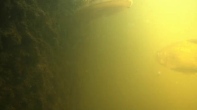 рыба карась кушает кашу смотреть онлайн