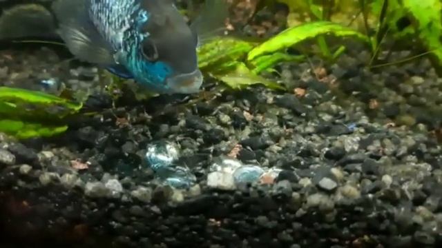 Мальки Нанакары смотреть онлайн