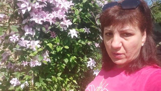 Клематис сорту "Хеглі Гібрид". смотреть онлайн
