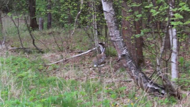 Белячиха Фаня уходит в лес