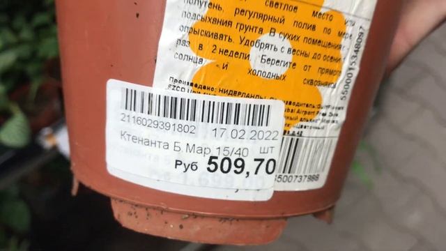 Интересная Уценка Цветов в Оби.Папоротники,Антуриумы,Орхидеи. смотреть онлайн