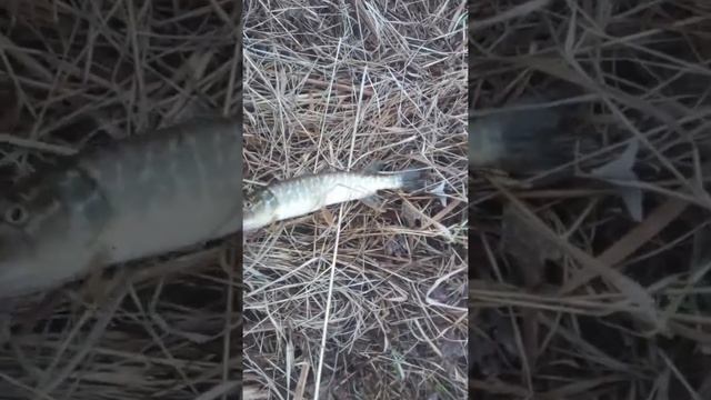 Маленькая щука в мае смотреть онлайн