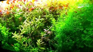 Про это  НИКТО  НЕ РАССКАЖЕТ об аквариуме с растениями кроме Артема!