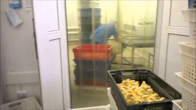 Ветеринарно санитарное обследование АО Птицефабрика Пермская смотреть онлайн