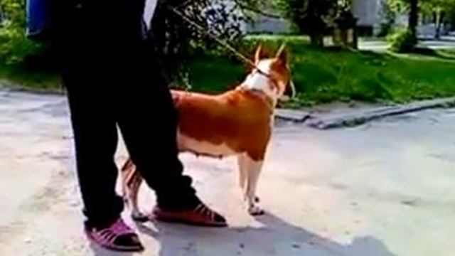 Луганск, щенки, разного окраса, Бультерьер Белый, Доставим в любой город, смотреть онлайн