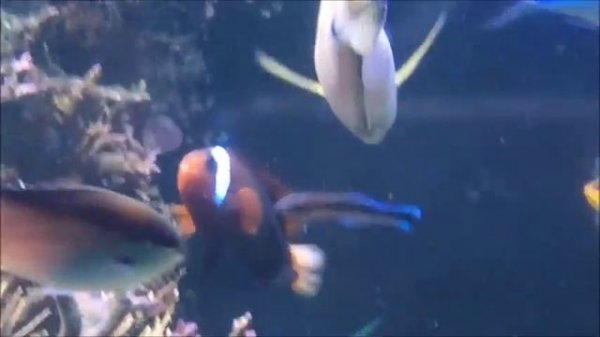 Sealife helsinki 2016osa2