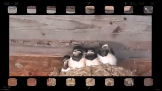 До-ре-ми-фа-.../Птенцы ласточки смотреть онлайн