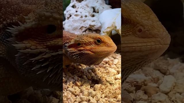 Бородатая агама ест саранчу #природа #бородатаяагама #ящерица #pogonavitticeps #геккон #рептилии смотреть онлайн