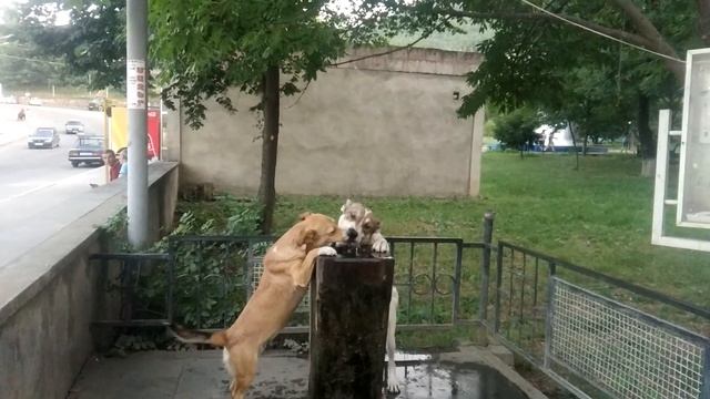 Noyemberyan Armenia Ноемберян Армения собаки парк dogs смотреть онлайн