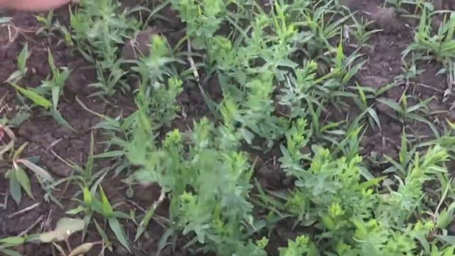 Лён восстановился!