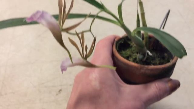 Как выращивают орхидеи мои друзья Америке, каттлея,хабенария, башмачки и др. Моя первая масдевалия. смотреть онлайн