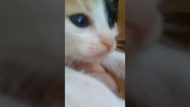 НАШЕСТВИЕ КОТЯТ смотреть онлайн