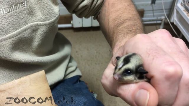 Как узнать пол у поссума? смотреть онлайн