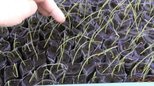 Стрижку лука можно отложить... Если рассада лука начинает падать, что делать?