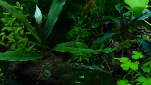 Попондетта фурката. Bucephalandra sp. Macam 2 . смотреть онлайн