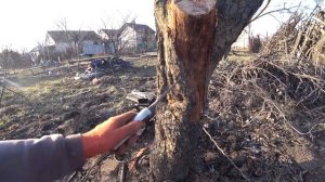 ОМОЛАЖИВАЮЩАЯ ОБРЕЗКА старых плодовых деревьев - яблони, груши, абрикоса, вишни, черешни, сливы и д