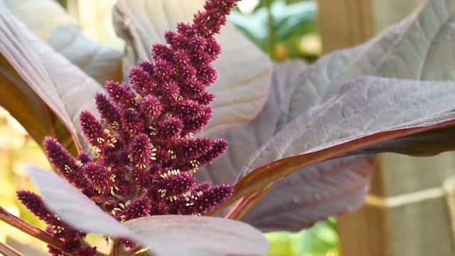 My Amazing Backyard Red Garnet Amaranth Easy Summer Crop смотреть онлайн