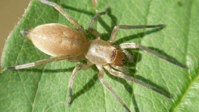 Желтосумые пауки. смотреть онлайн