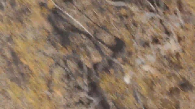 Update- Live Ocotillo cuttings taking root orange flower desert cactus succulent southwest смотреть онлайн