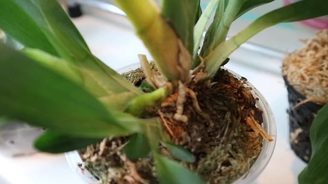 Angraecum Didieri, Coelogyne Speciosa, Angraecum Magdalenae