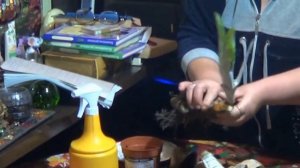 Эхмея. ЭХМЕЯ РОЗОВАЯ. уход, способы размножения.ОТДЕЛЕНИЕ ДЕТКИ ЭХМЕИ