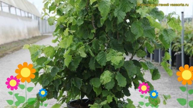 Лещина обыкновенная Твистер. Краткий обзор, описание характеристик corylus avellana Twister смотреть онлайн