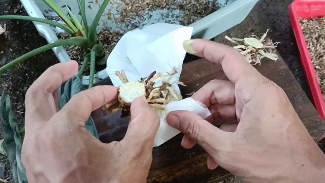 I Tried To Propagate Alocasia Dragon Scale Plant