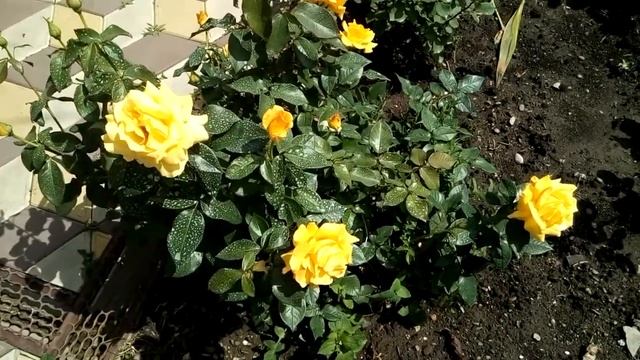 Эффективная обработка роз от черной пятнистости. смотреть онлайн