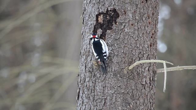 Дятел (большой пятнистый дятел) (HD) смотреть онлайн