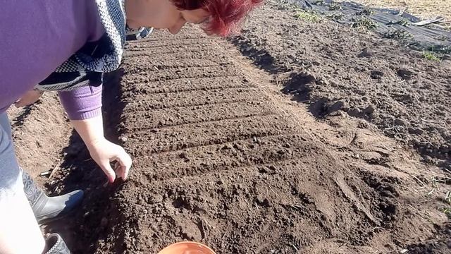 Посадка ярового чеснока???