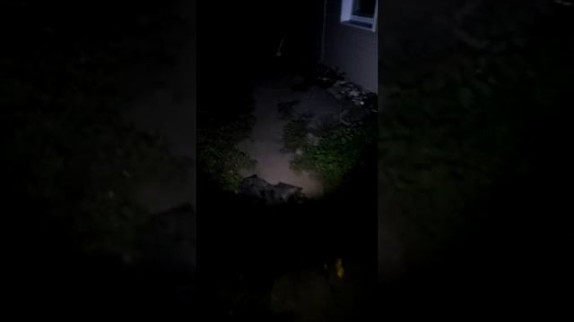 Пес боится фонаря очень