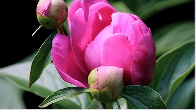 Почему у пиона засыхают появляющиеся бутоны?