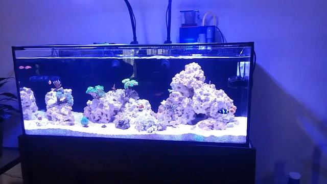 Cobalt Aquatics C-VUE 40/ Fluval Evo 13.5 updates white spot! смотреть онлайн