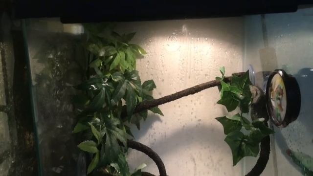 Rare red blueline manokwari green tree Python unboxing смотреть онлайн