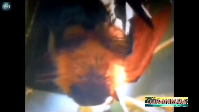 Cryptozoology Python vs Bat Compilation Who Wins The Best Attacks Of Wild Animals смотреть онлайн