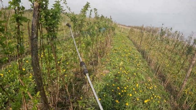 Догляд за малиною. Перше весняне окроплення малини від хвороб і шкідників. Працюємо Медяна Екстра. смотреть онлайн