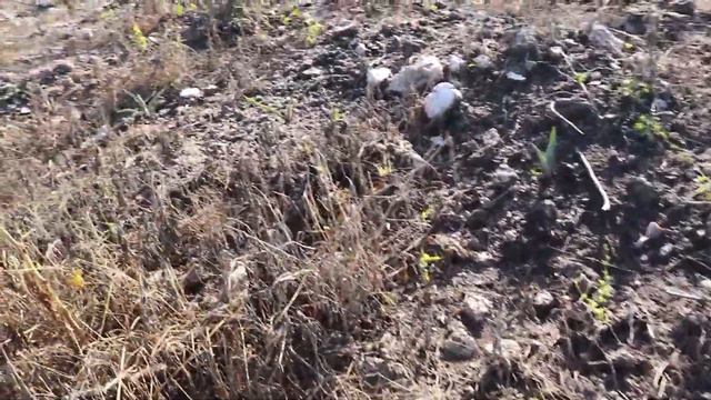 AGAVE ESPADIN en campo 🟢- COMO SEMBRAR AGAVE- como plantar agave espadin de 3 meses de edad смотреть онлайн