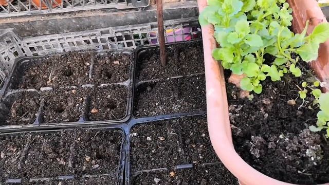 Лобелия самосев смотреть онлайн