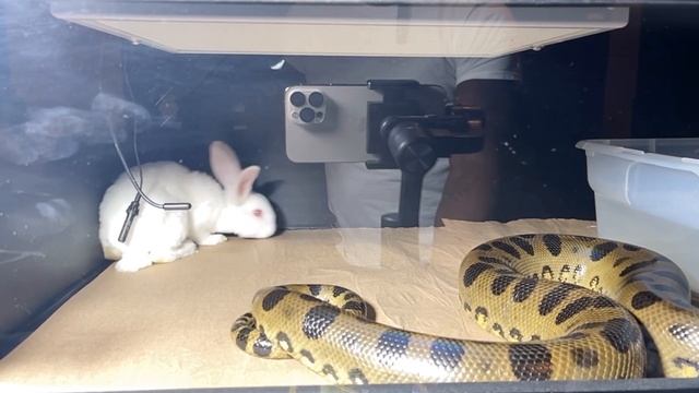 Green Anaconda Devours Rabbit “Amara”??| ⚠️Warning Live Feeding⚠️ смотреть онлайн