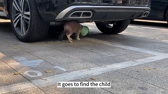 On the fifth day after the operation, take the dogs out for recovery смотреть онлайн