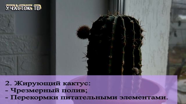 Давно Не Цветет Кактус - КАК ЗАСТАВИТЬ КАКТУС ЦВЕСТИ - Почему НЕ Цветет Кактус смотреть онлайн