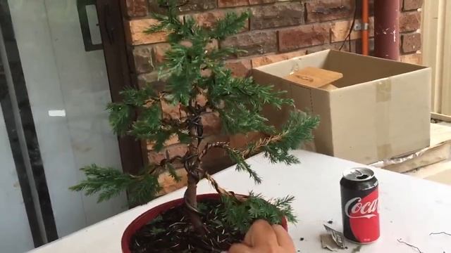 juniperus chinensis bonsai (pyramidalis) смотреть онлайн