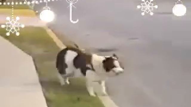 Собака после каждой проезжей машины крутится смотреть онлайн