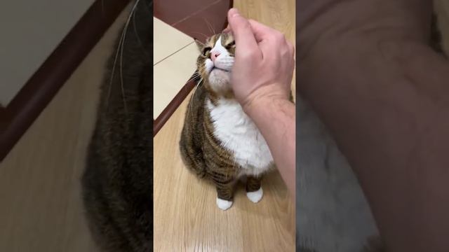 Умный кот Вася выполняет команды смотреть онлайн
