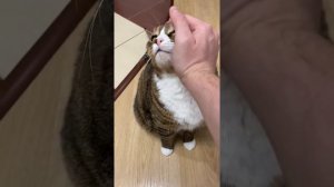 Умный кот Вася выполняет команды